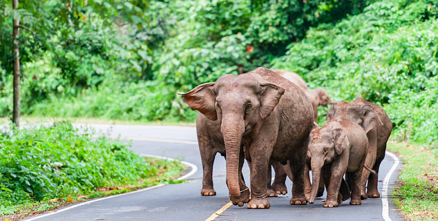 Elephants in Khao Yai