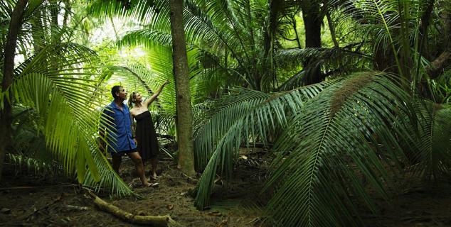 Forest Walk