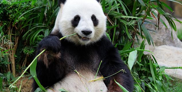 Giant Panda Breeding Centre