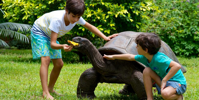 Giant Tortoise