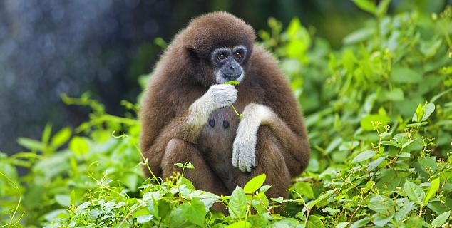 Gibbon in Borneo