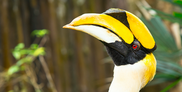 Great Hornbill in Kinabatangan