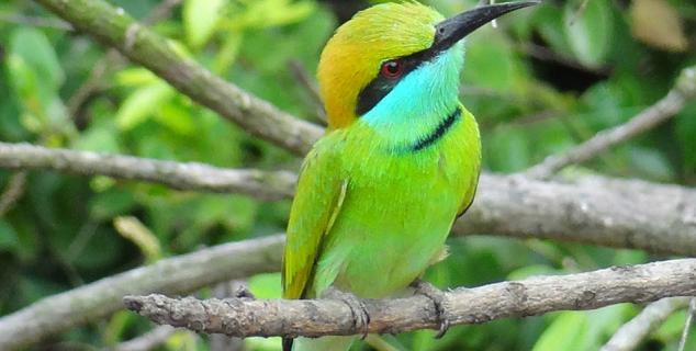 Green Bee Eater