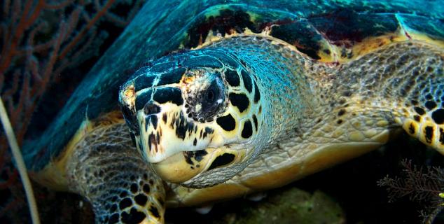 Hawksbill Turtle