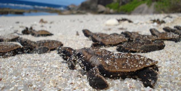 Hawksbill hatchlings