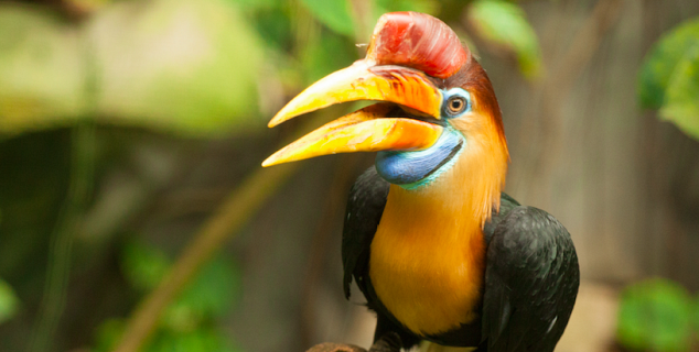 Hornbill, Borneo