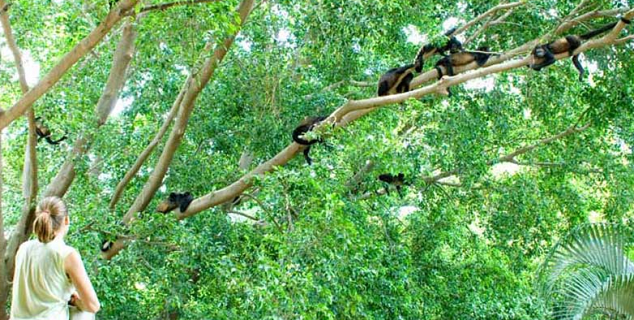 Howler Monkeys