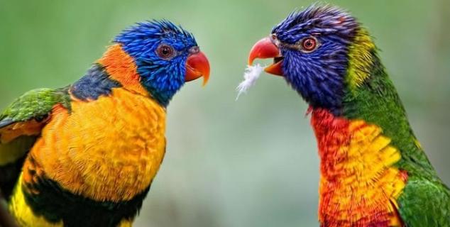 Jurong Bird Park