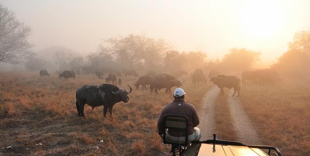 Kruger Safari