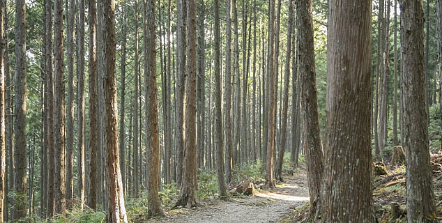 Kumano Kodo