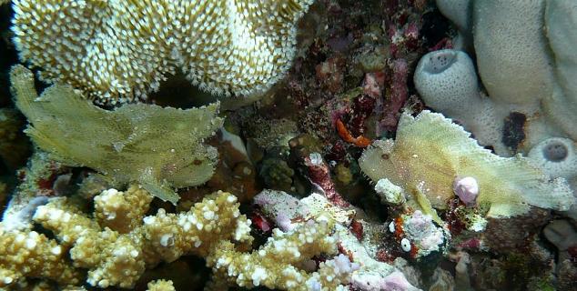 Leaf Scorpion Fish