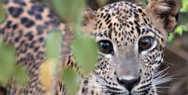 Leopard cub sighting, Yala