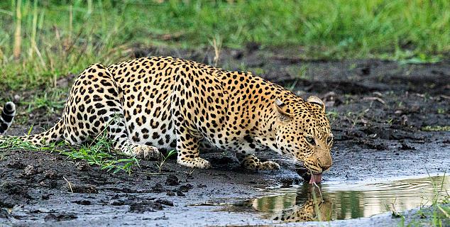 Leopard near camp