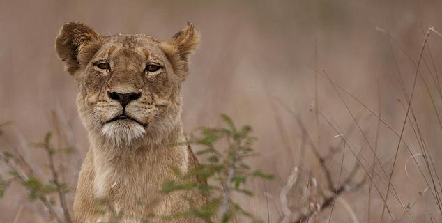 Lioness near Ebony
