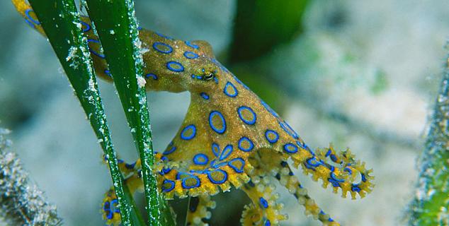 Macro Diving