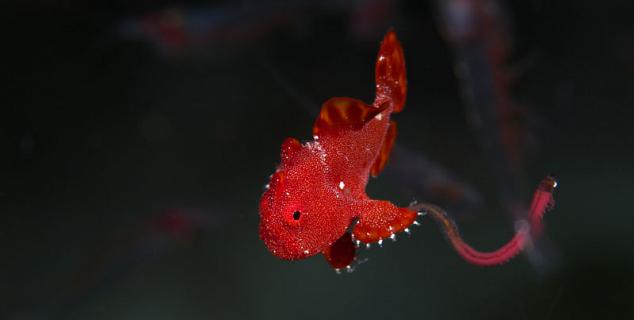Macro