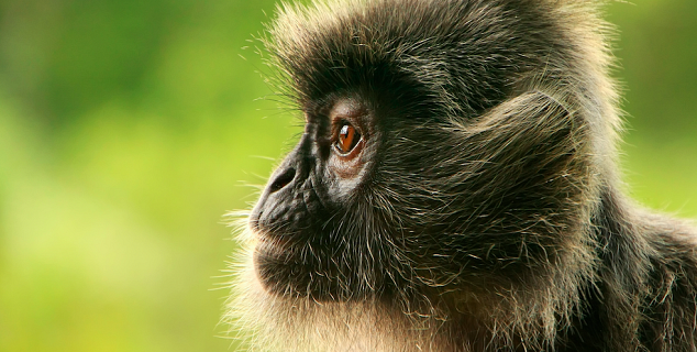 Monkey in Sarawak