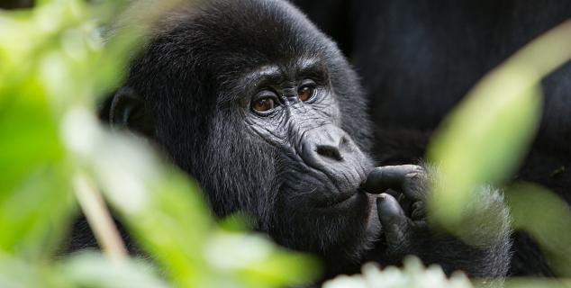 Mountain Gorilla