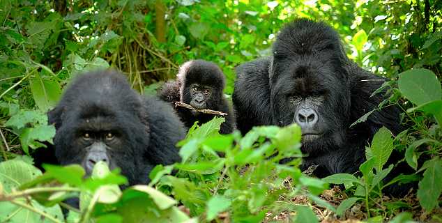 Mountain Gorillas, Rwanda