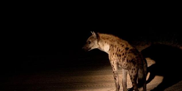 Night game drive