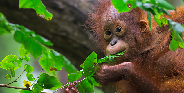 Orangutans at Sepilok