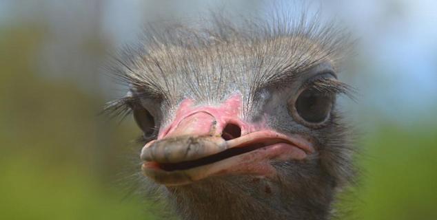 Ostrich