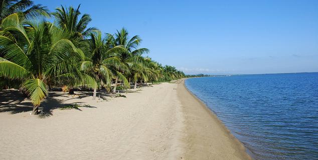 Palm-Fringed Beach