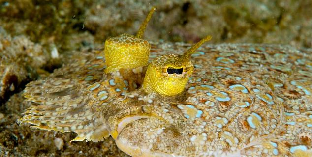 Peacock Flounder