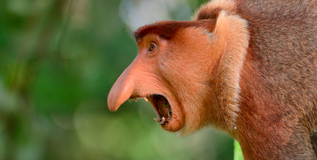 Proboscis Monkey, Sukau