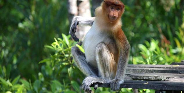 Proboscis Monkey