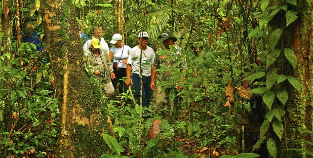 Rainforest Walk
