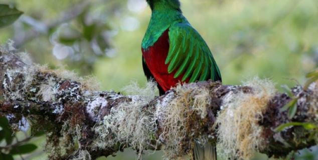 Resplendent Quetzal