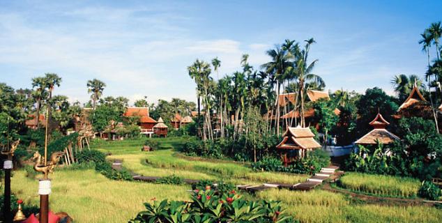 Rice Fields View