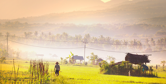 Rice Fields, Java