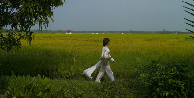 Rice Paddies