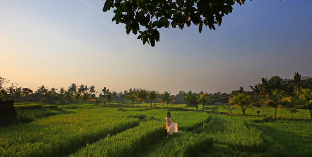 Rice Paddies