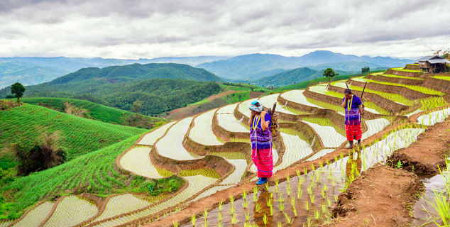 Rice Terraces in the north