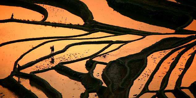 Rice Terraces, Yangyuan