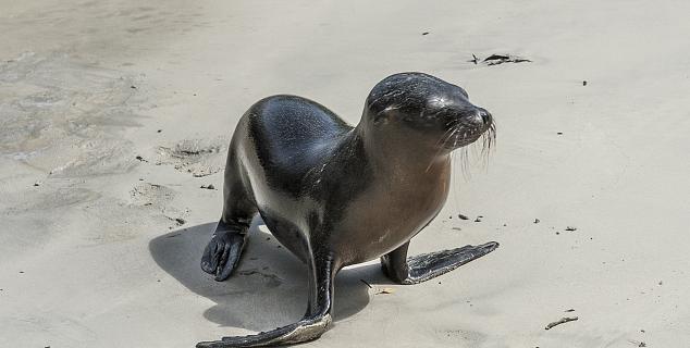 Sea Lion in Galapagos