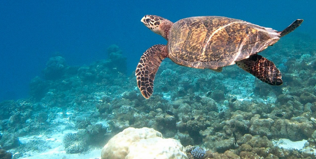 Sea Turtle