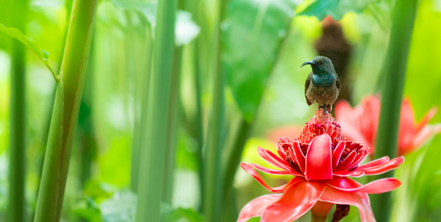 Seychelles nature