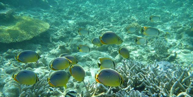 Snorkelling