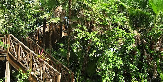 Steps to a Treehouse