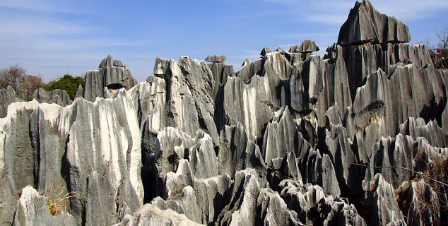 Stone Forest