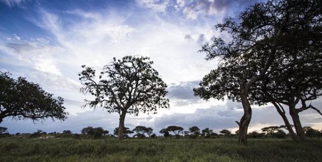 Tarangire landscape