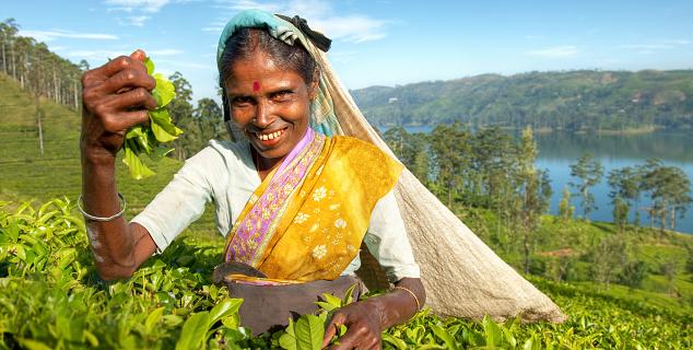 Tea Picker Nuwara Elya