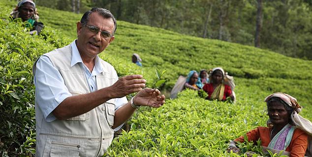 Tea Plantation