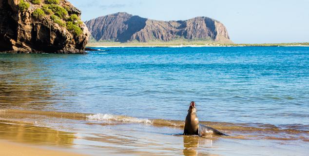 The Galapagos