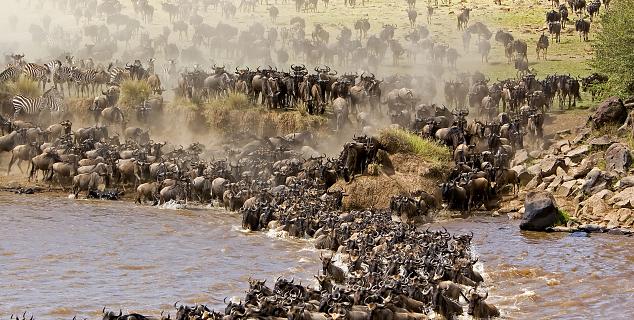 The Migration, Masai Mara