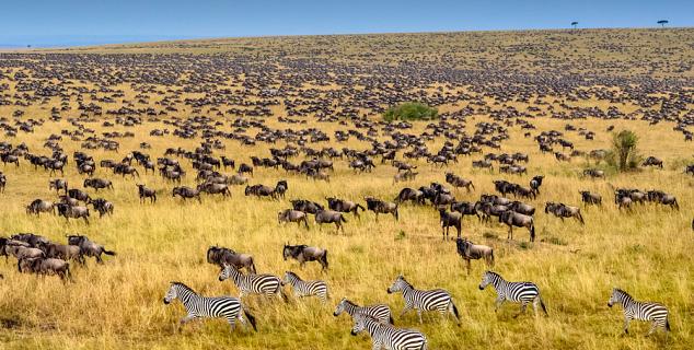 The Wildebeest Migration